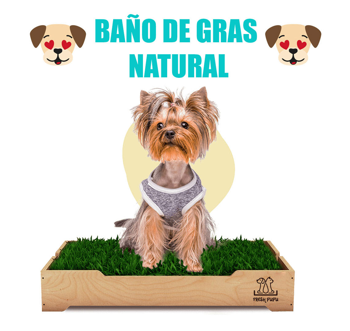 baño de gras para perros